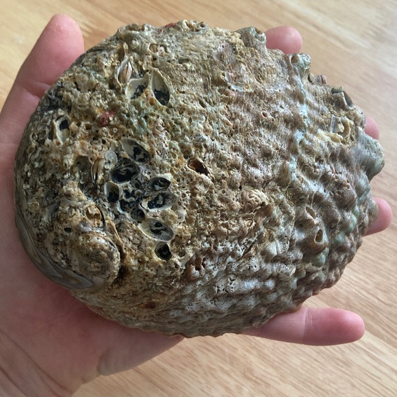 Elegant Iridescent Shell Art - Picture 8 of 14